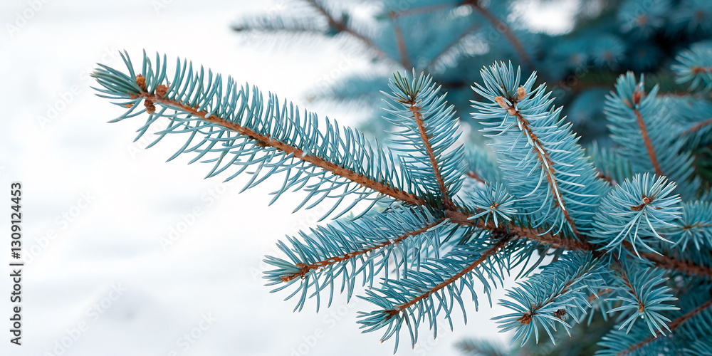 Blue spruce with fluffy frost-covered needles. The branches form a dense texture, shades of blue and green contrast with the soft white background. Close-up of the needles. Blue spruce with fluffy frost-covered needles. The branches form a dense texture, shades of blue and green contrast with the soft white background. Close-up of the needles.