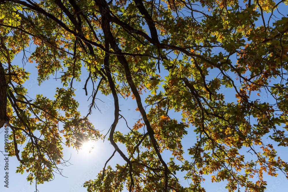 Fototapeta premium a beautiful oak with orange-green foliage during the autumn leaf fall in sunny weather