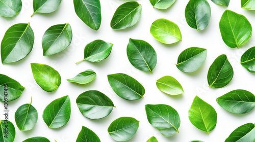 Wallpaper Mural Green leaves pattern on white background highlighting nature's diversity and beauty Torontodigital.ca