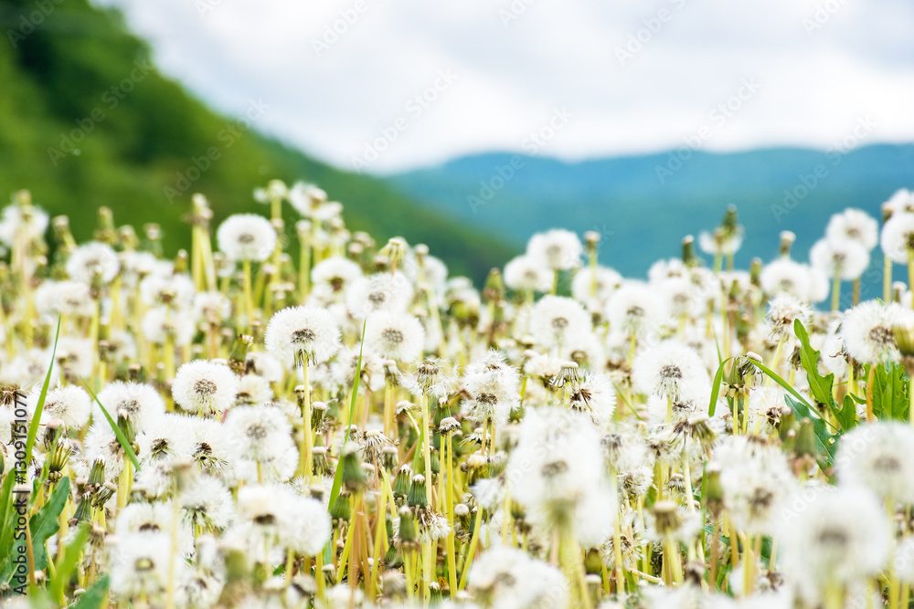 dandelion meadow in rural landscape. beautiful nature scenery with blooming fluffy weeds in morning light. clouds on the sky above the distant mountain. countryside in springtime