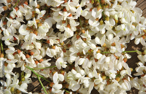 Wallpaper Mural white acacia blossom background. blooming acacia Torontodigital.ca