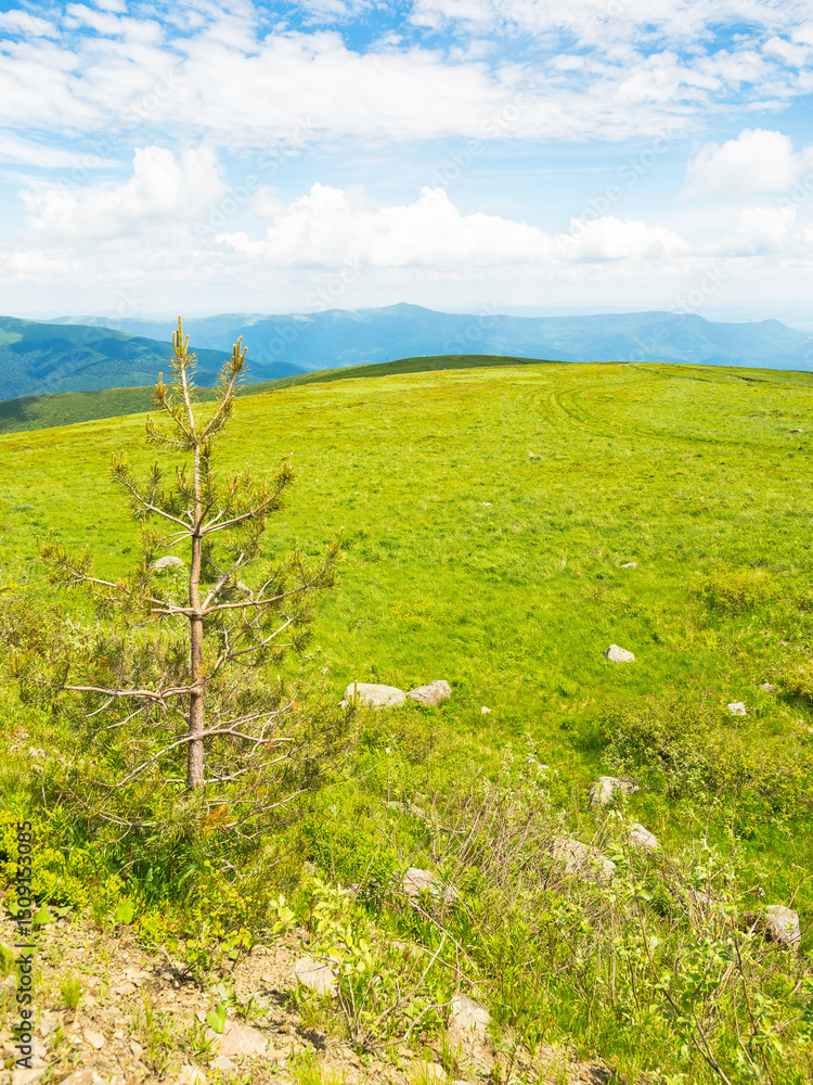 green meadow in carpathian mountain landscape. beautiful view. alpine scenery with tree among lush grass beneath a blue sky with clouds. summer vacations in ukraine. scenic watershed ridge