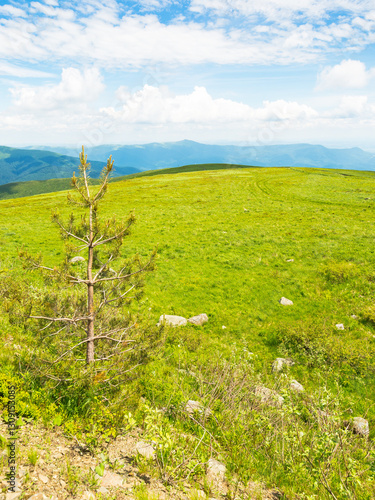 Obraz na płótnie green meadow in carpathian mountain landscape. beautiful view. alpine scenery with tree among lush grass beneath a blue sky with clouds. summer vacations in ukraine. scenic watershed ridge w salonie