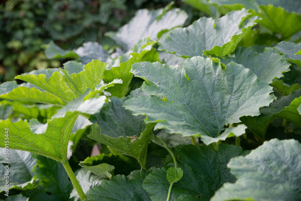 Plants in garden Plants in garden