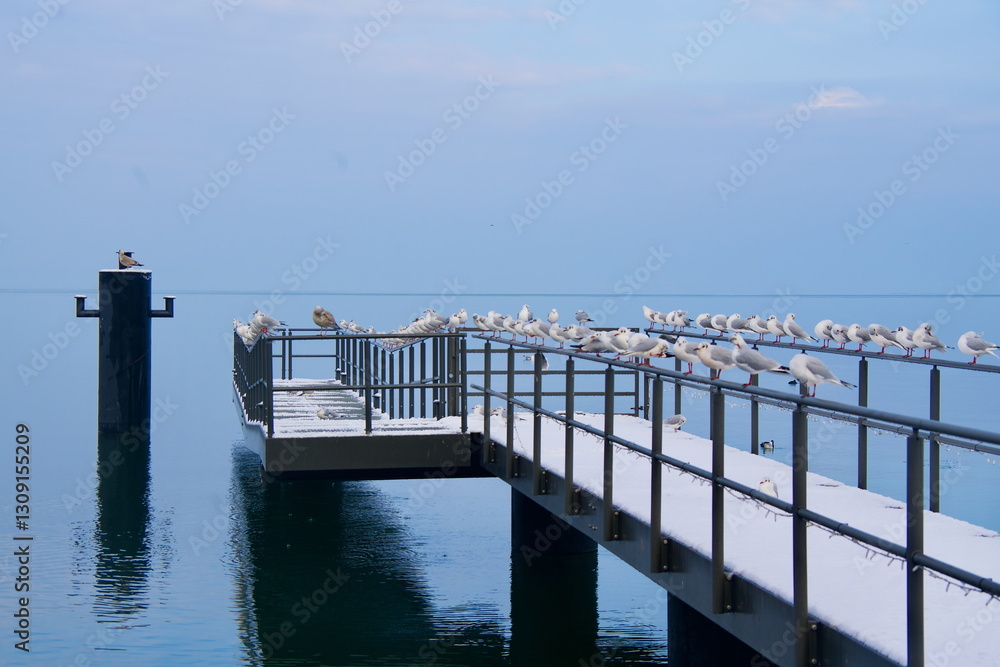 Fototapeta premium Seagulls on a small pier in winter