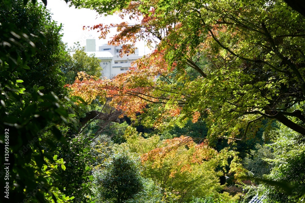 Landscape of gingko leaves mixed with red and green Landscape of gingko leaves mixed with red and green