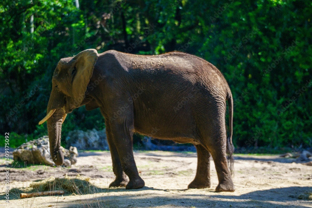 Fototapeta premium Majestic African Elephant in Sunlit Habitat