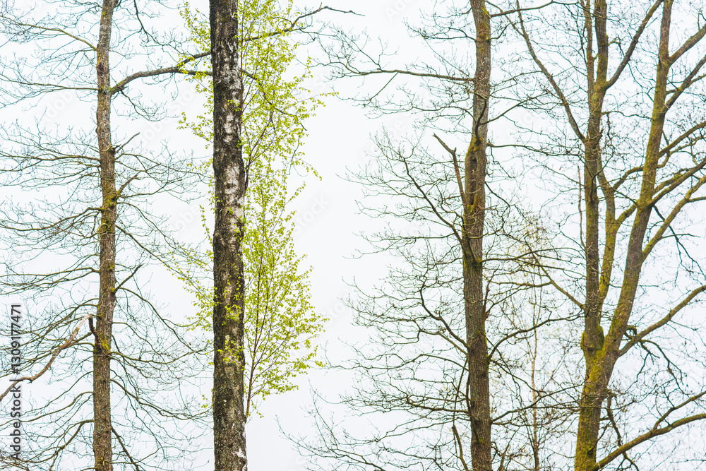 Obraz premium Fresh spring leaves emerging among bare trees in a serene Swedish forest