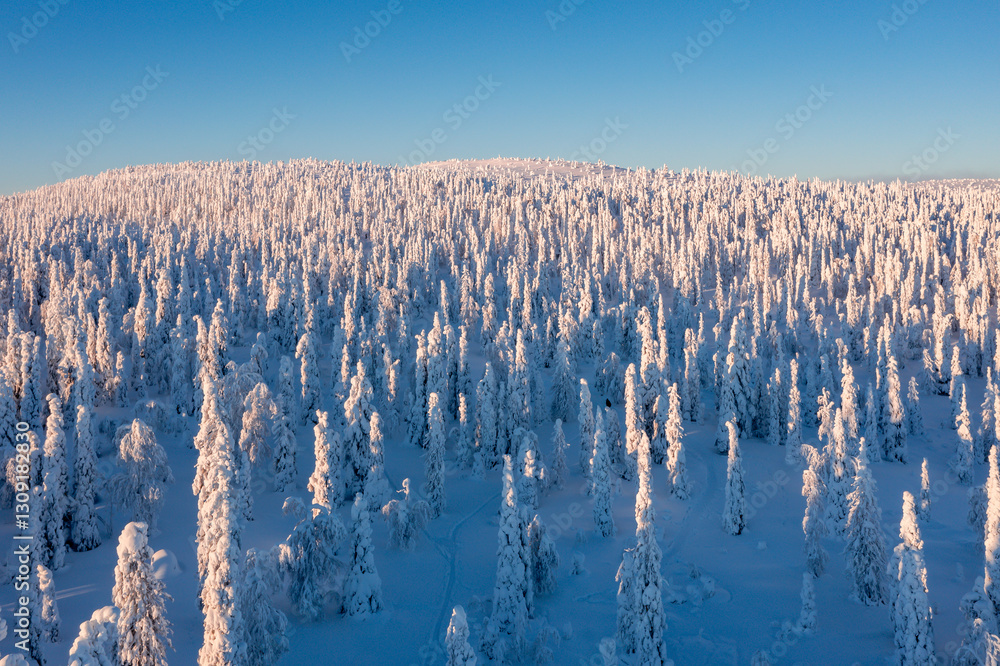 winter landscape with snow