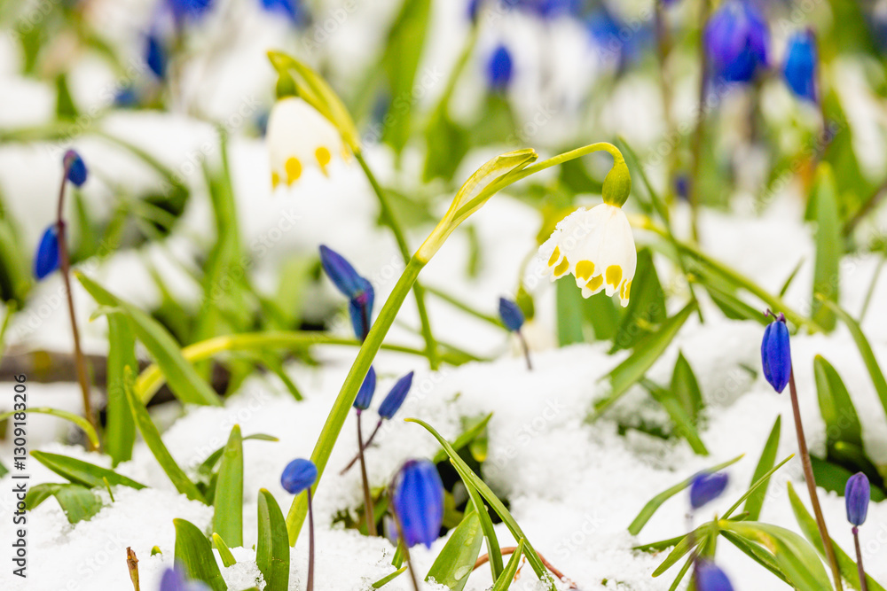 spring flowers in the grass