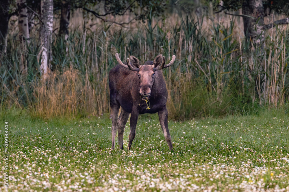bull elk in the meadow