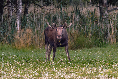 Obraz na płótnie bull elk in the meadow w salonie
