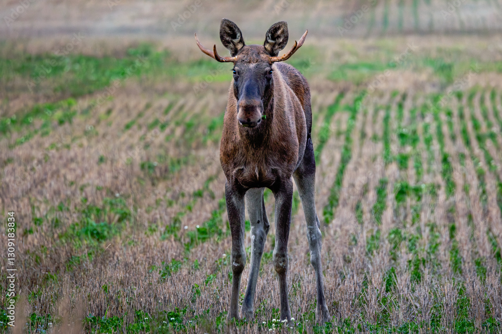 moose in the field