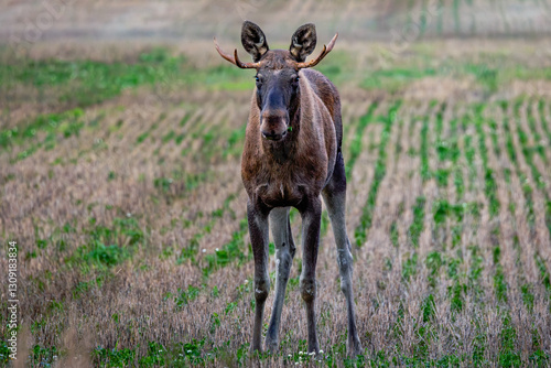 Obraz na płótnie moose in the field w salonie