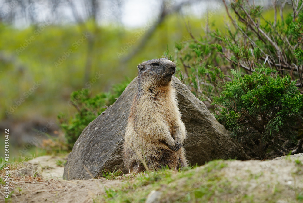 Marmot o prairie dog in the mountains in wild Marmot o prairie dog in the mountains in wild