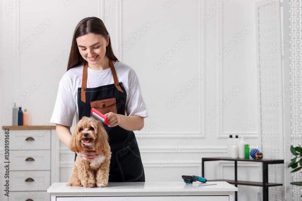 Smiling woman brushing cute Maltipoo dog indoors Smiling woman brushing cute Maltipoo dog indoors