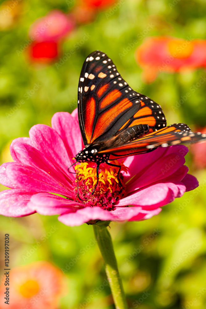 Obraz premium Monarch Butterfly on Zinnia Flower