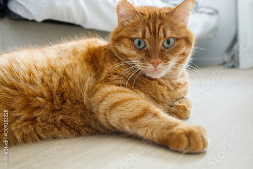 Wallpaper Mural Cute orange cat lying on the floor and looking at camera close up portrait Torontodigital.ca
