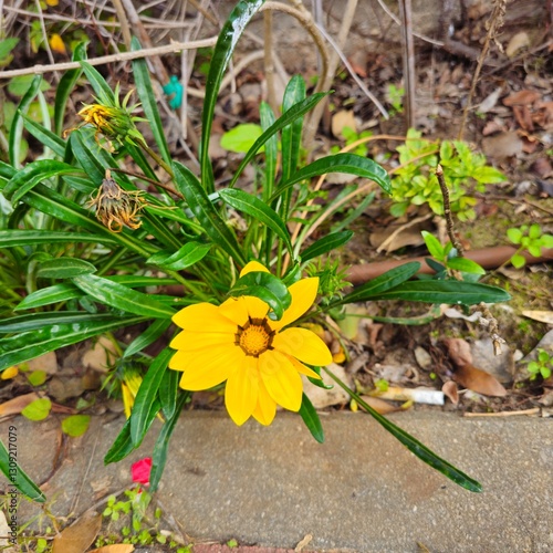 yellow flowers in the garden