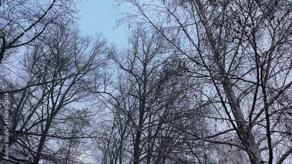 Birch and other deciduous trees with fallen leaves during snowfall Birch and other deciduous trees with fallen leaves during snowfall