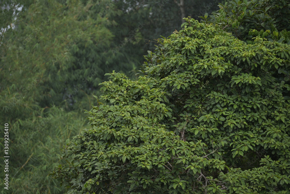 Lush Rainforest Canopy in Tropical Climate Lush Rainforest Canopy in Tropical Climate