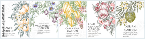 Set of 5 vector banners with tropical fruits. Linear color elements. Orange, durian, pomegranate, carambola, passion fruit. Farm organic growing brochure template. Exotic sweets