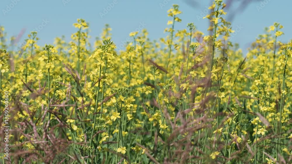 Canola Field Blooming Yellow Flowers In Alberta Canada Canola Field Blooming Yellow Flowers In Alberta Canada