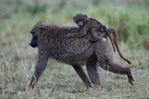 babouin et son petit