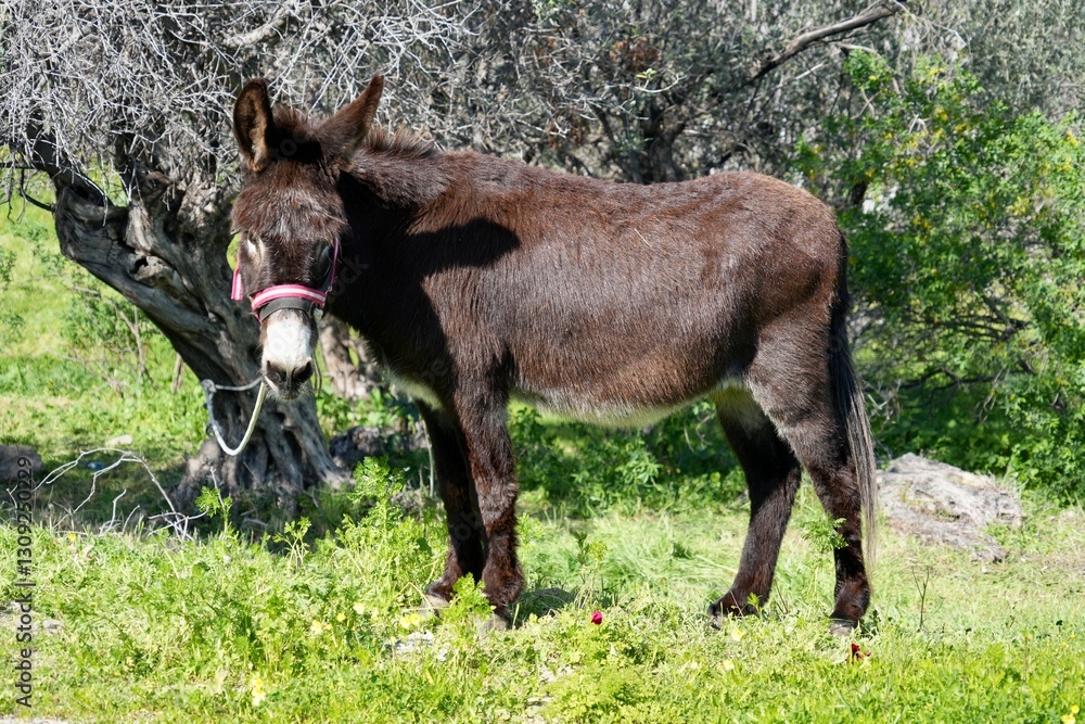 Fototapeta premium A Brown Donkey standing in the sunshine in a green field on Rhodes, Greece.