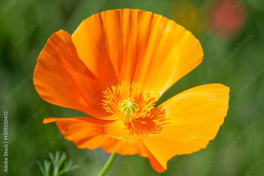 Orange Eschscholzia flowers California poppy flower in sunlight Orange Eschscholzia flowers California poppy flower in sunlight