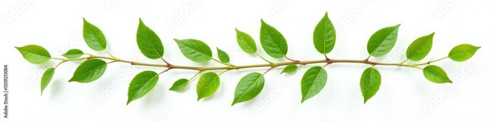 Naklejka premium Single branches with leaves isolated on white background, botanical photography, leafy branches, nature isolated