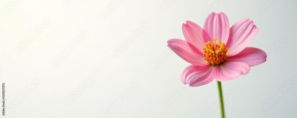 Single flower isolated on white background with soft light, gentle, soft light Single flower isolated on white background with soft light, gentle, soft light