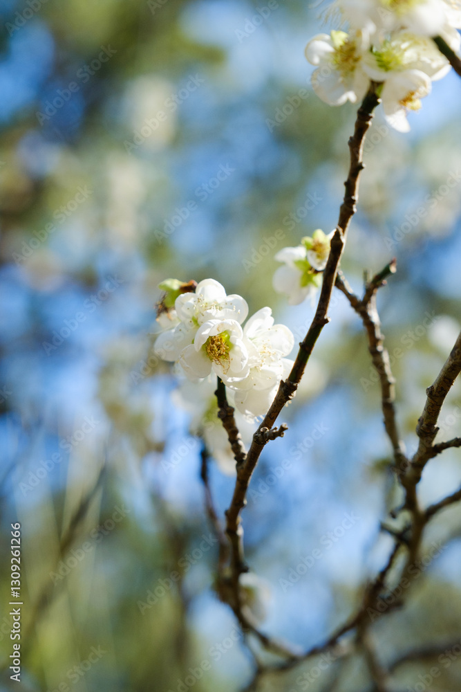 White plum blossoms full of white blue sky background, spring landscape. warm season White plum blossoms full of white blue sky background, spring landscape. warm season