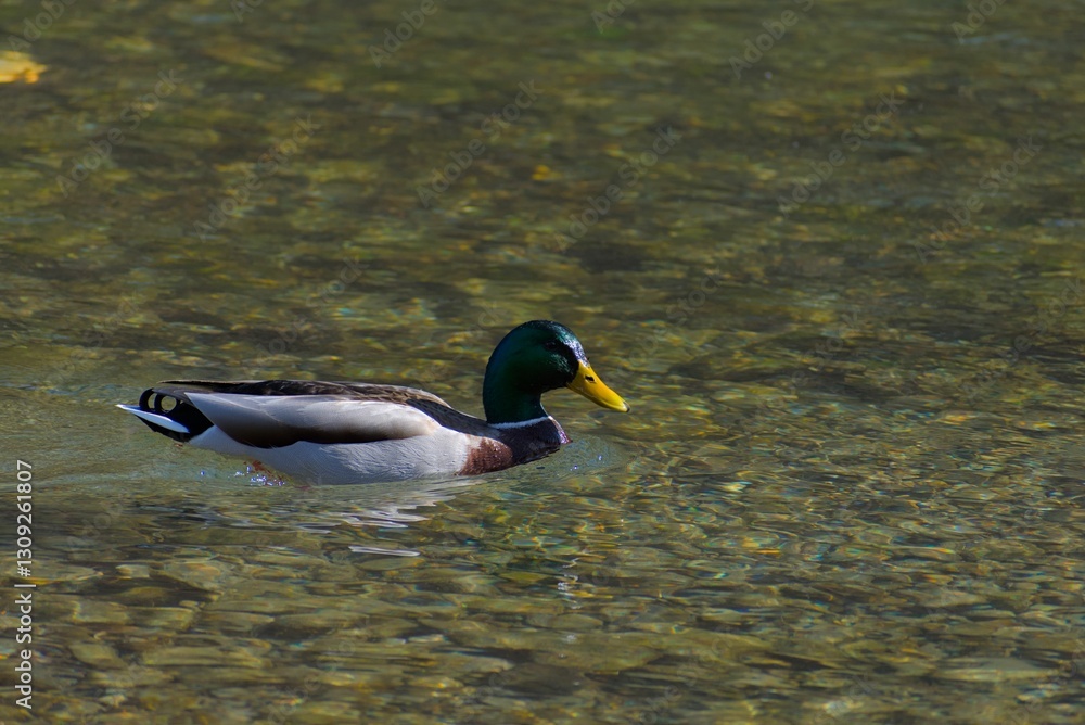 Obraz premium Mallard duck glides gracefully on a clear, sunlit pond, showcasing its vibrant plumage