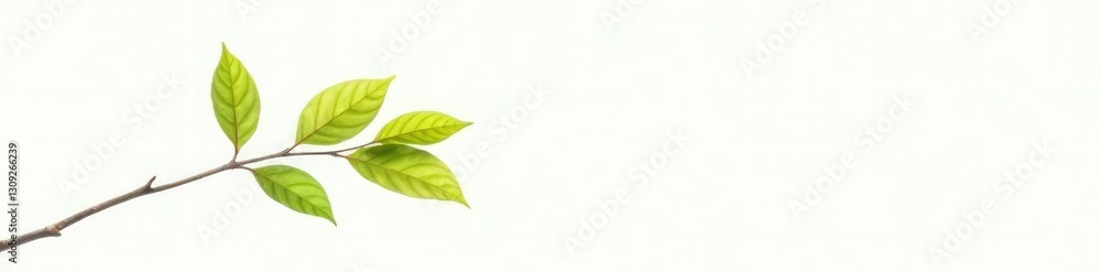 Single branch with leaves against white background, stem, solitary Single branch with leaves against white background, stem, solitary