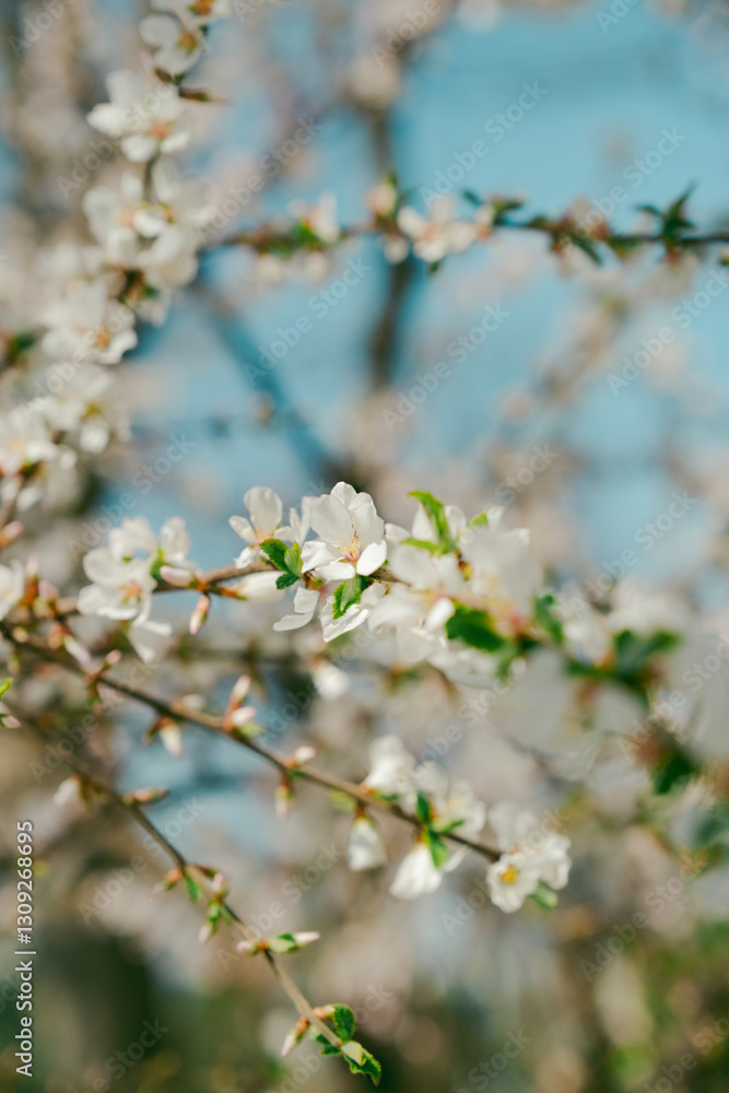 Before the small white flowers in full bloom fall, small green leaves bloom. Spring comes, the season when flowers bloom and leaves fall
Before the small white flowers in full bloom fall, small green leaves bloom. Spring comes, the season when flowers bloom and leaves fall