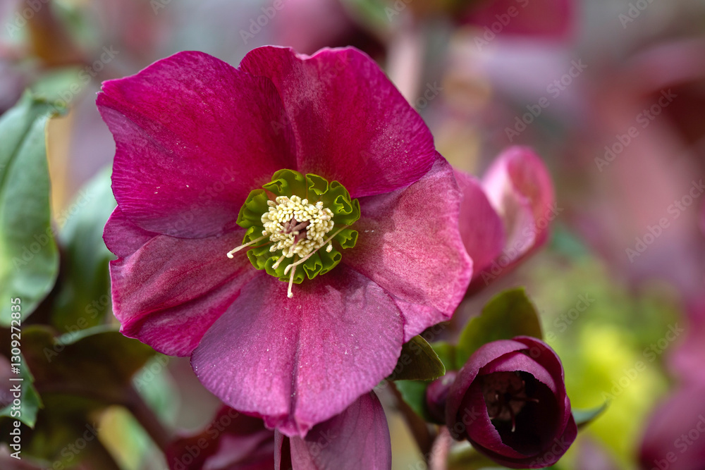 Obraz premium Closeup of a single flower of Hellebore (Helleborus 'Ice N' Roses Red') in a garden in spring