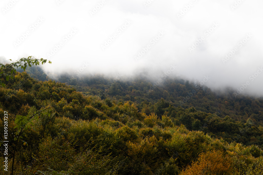 A beautiful view of the forest in autumn. A beautiful view of the forest in autumn.