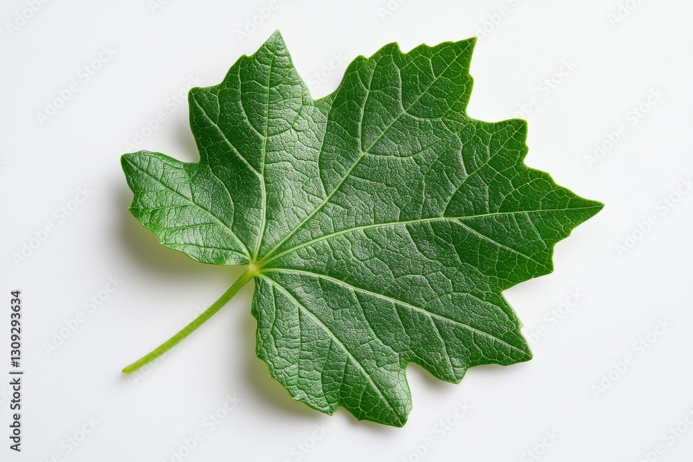 Vibrant Green Leaf Detailed Closeup of Nature s Foliage Lush Greenery Texture Vibrant Green Leaf Detailed Closeup of Nature s Foliage Lush Greenery Texture