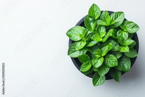 Lush Green Herb Plant in Black Pot Overhead View Fresh Foliage