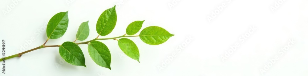 Delicate branch with green leaves on white background, leaf, branch Delicate branch with green leaves on white background, leaf, branch