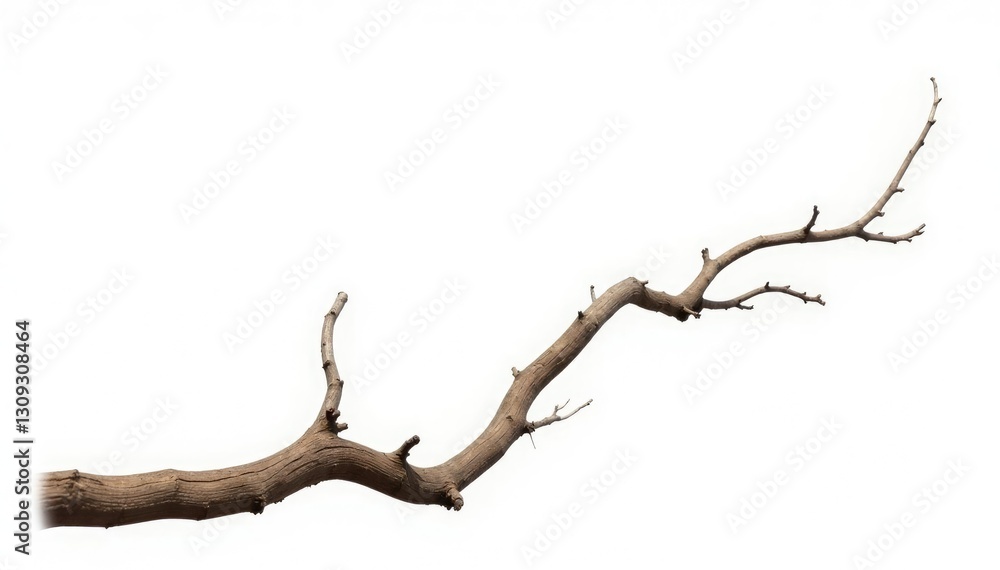 Dried and dead tree branches isolated on white background, dead wood, wilted Dried and dead tree branches isolated on white background, dead wood, wilted