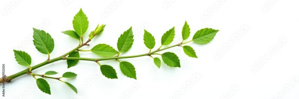 Leafy stems with small leaves and buds isolated on white background, plant life, tree Leafy stems with small leaves and buds isolated on white background, plant life, tree