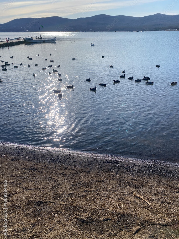 Fototapeta premium swans on the lake
