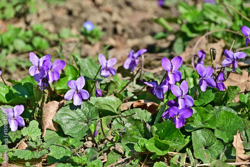 Primavera a Basiglio, viole, gemme, fiori, piante lungo la Roggia Speziana