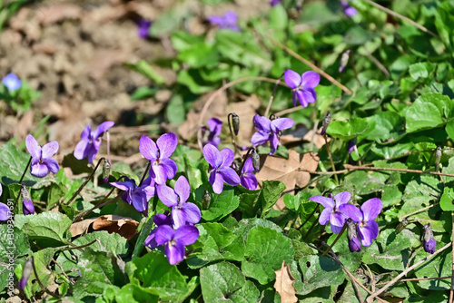 Primavera a Basiglio, viole, gemme, fiori, piante lungo la Roggia Speziana