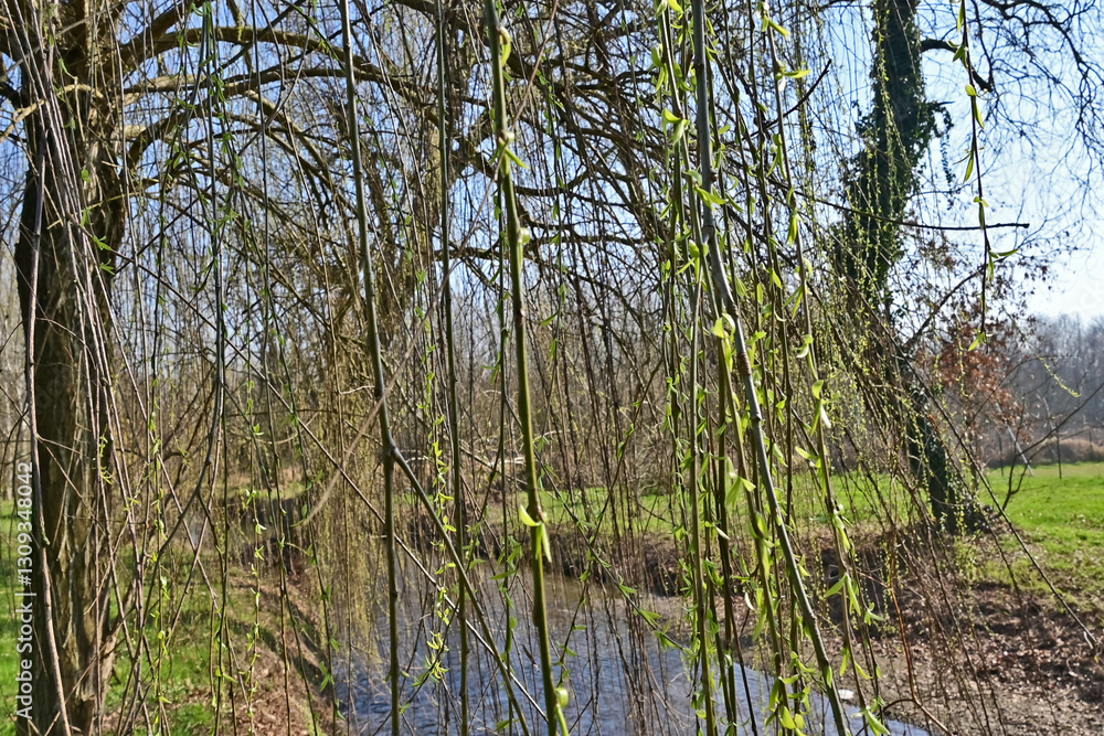 Primavera a Basiglio, gemme, fiori, piante lungo la Roggia Speziana Primavera a Basiglio, gemme, fiori, piante lungo la Roggia Speziana