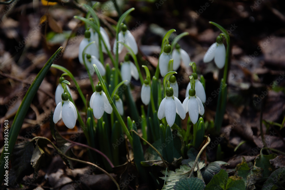 snowdrops in spring garden snowdrops in spring garden