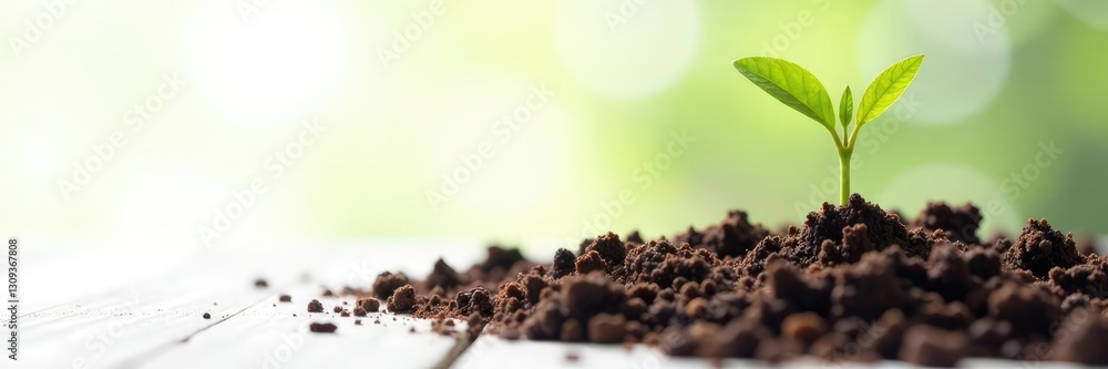 sprouting seedling emerging from earthy soil on white ground, nature, growth, plant sprouting seedling emerging from earthy soil on white ground, nature, growth, plant