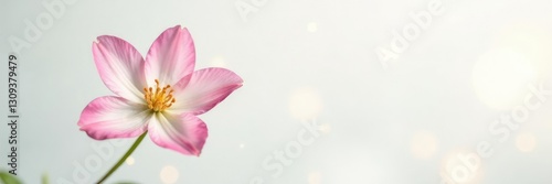 Single flower on white background with a shallow depth of field for bokeh effect, shallow, bloom, flower